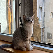 Chipie participe au concours pour gagner de l'argent avec cette photo : cat, kitten, windowsill, window, indoor, gray_cat, white_cat, wooden_surface, curious, pet, animal, feline, young_cat, natural_light, building, stone_wall, quiet, resting, looking_out, domestic_cat