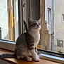 cat, kitten, windowsill, window, indoor, gray_cat, white_cat, wooden_surface, curious, pet, animal, feline, young_cat, natural_light, building, stone_wall, quiet, resting, looking_out, domestic_cat