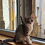 Chipie a rejoint le concours — aidez-le/la à gagner de superbes lots ! kitten, cat, windowsill, window, gray_cat, white_cat, pet, animal, indoor, curious, looking, young_cat, feline, wood, urban, natural_light, sitting, portrait, cozy, innocent