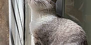 Chipie a rejoint le concours — aidez-le/la à gagner de superbes lots ! cat, gray_cat, white_cat, sitting, windowsill, window, mesh_screen, sunlight, indoor, pet, feline, fur, looking_out, side_view, domestic_cat, animal, resting, closeup, calm, natural_light
