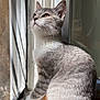 cat, gray_cat, white_cat, sitting, windowsill, window, mesh_screen, sunlight, indoor, pet, feline, fur, looking_out, side_view, domestic_cat, animal, resting, closeup, calm, natural_light