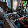 Georgia joined the competition — help win amazing prizes! blanket, cat, chair, countertop, cushion, daylight, door, faucet, glass, gray_tabby, houseplant, indoor, kitchen, pet, plant, pot, relaxed, resting, sink, window