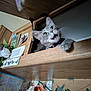 Georgia is registered to the contest to win money with this photo: cat, closeup, clutter, curious, decorations, feline, flowers, gray_cat, home, indoor, open_mouth, paper, pet, photographs, plant, portrait, shelf, string_lights, wall, wooden_shelf