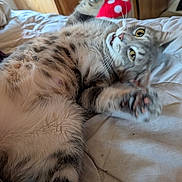 Georgia is registered to the contest to win money with this photo: animal, bed, cat, cozy, cushion, domestic, fur, furniture, indoor, mammal, paws, pet, playful, relaxed, resting, sleeping_area, tabby, whiskers, wooden, yellow_eyes
