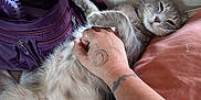 Georgia joined the competition — help win amazing prizes! animal, bed, belly_rub, cat, comfort, cozy, cute, domestic_animal, fluffy, fur, gray_cat, hand, indoor, pet, pillow, purple_bag, relaxation, resting, sleepy, tattoo