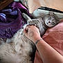 animal, bed, belly_rub, cat, comfort, cozy, cute, domestic_animal, fluffy, fur, gray_cat, hand, indoor, pet, pillow, purple_bag, relaxation, resting, sleepy, tattoo