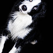 Blue a rejoint le concours — aidez-le/la à gagner de superbes lots ! alert, animal, black_and_white, black_background, blue_eyes, border_collie, canine, close_up, curious, dog, fluffy, fur, head_tilt, isolated, looking_at_camera, mammal, pet, portrait, sitting, studio