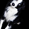alert, animal, black_and_white, black_background, blue_eyes, border_collie, canine, close_up, curious, dog, fluffy, fur, head_tilt, isolated, looking_at_camera, mammal, pet, portrait, sitting, studio