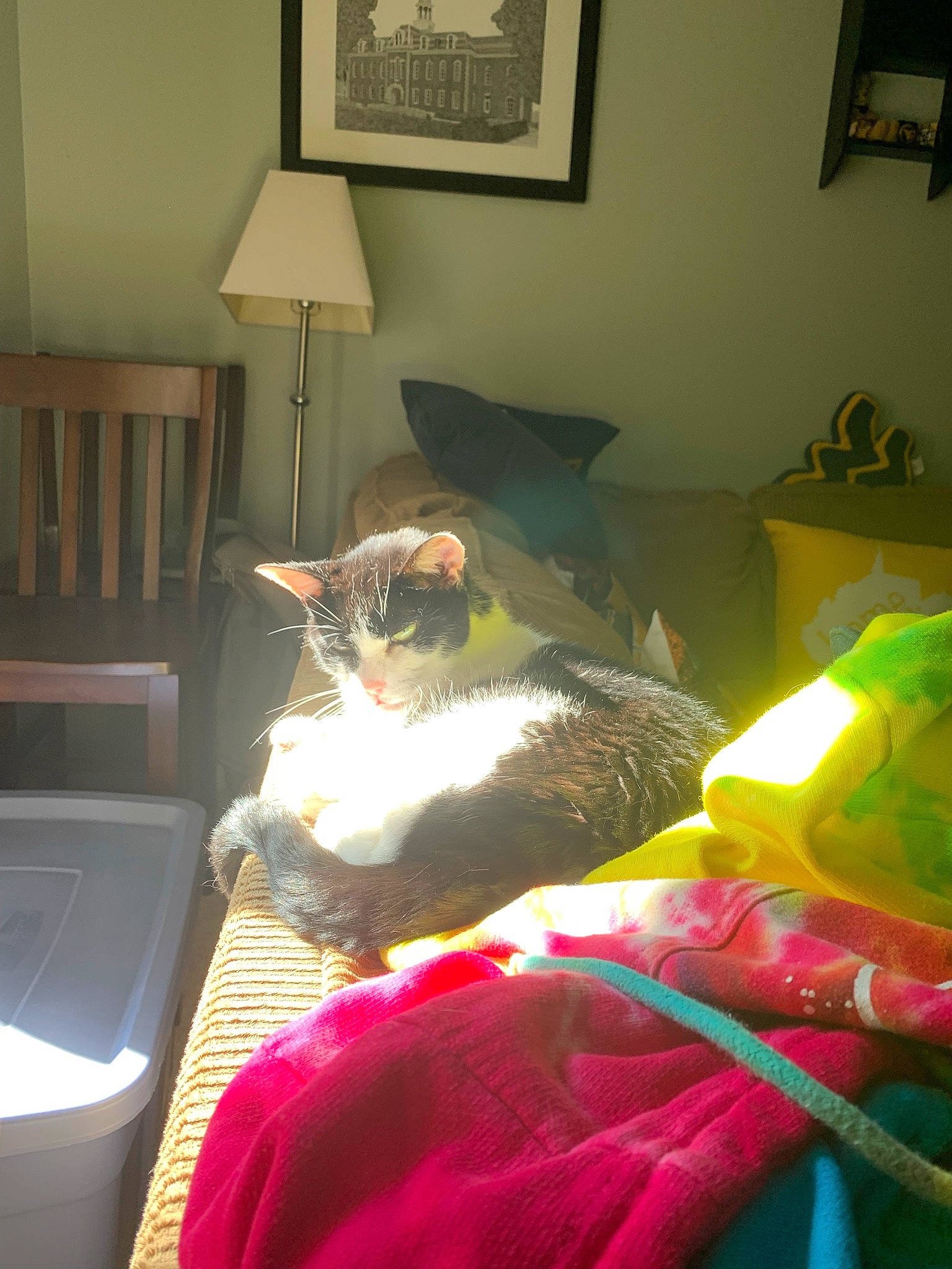 Captain is registered to the contest to win money with this photo: bedding, carnivore, cat, chair, comfort, felidae, flooring, furniture, house, interior_design, lamp, lighting, linens, living_room, picture_frame, small_to_medium_sized_cats, table, textile, whiskers, wood