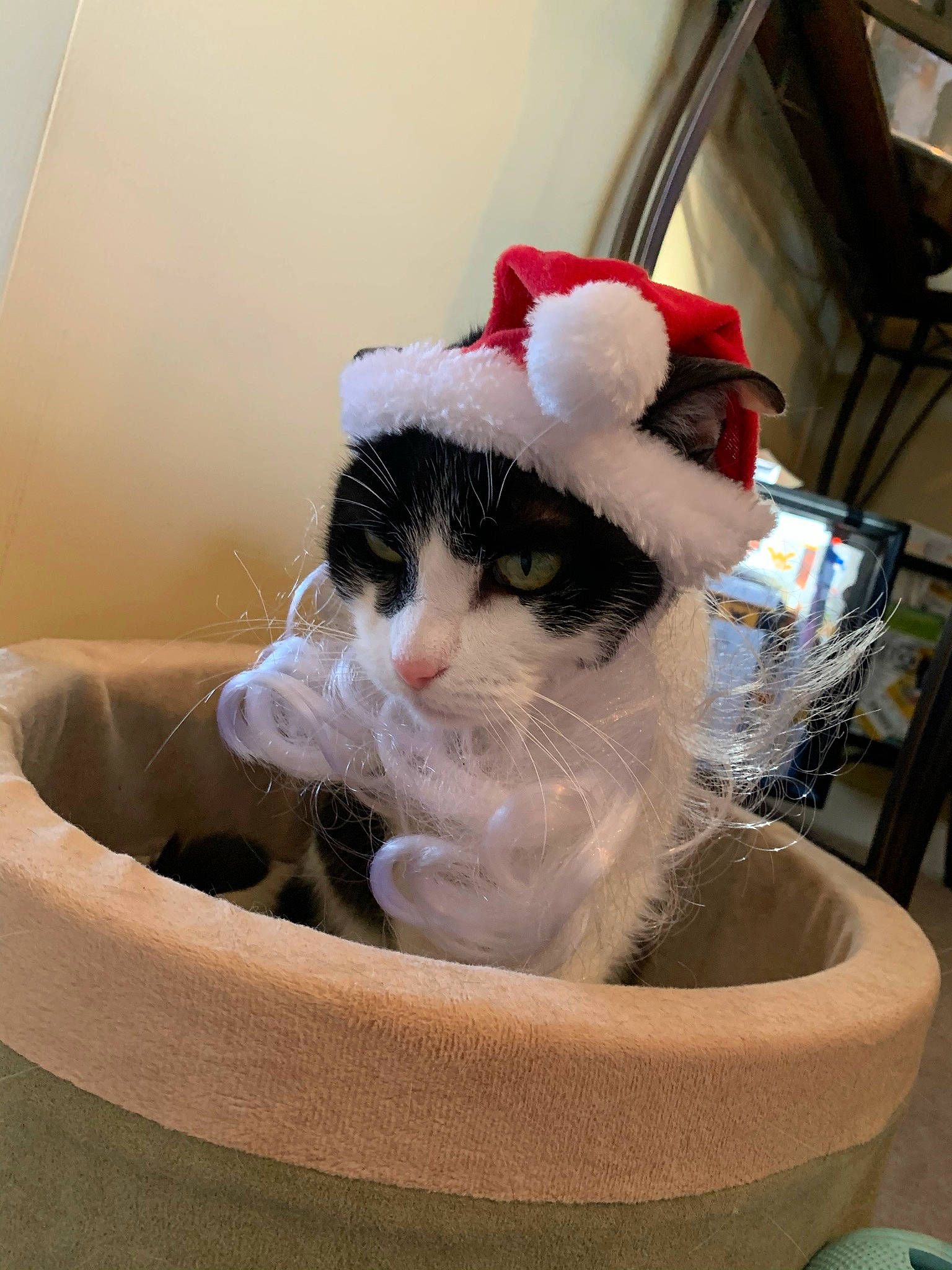 Captain is registered to the contest to win money with this photo: basket, box, carnivore, cat, cat_supply, collar, comfort, domestic_short_haired_cat, event, fawn, felidae, fur, household_supply, paw, pet_supply, small_to_medium_sized_cats, snout, tail, whiskers, window