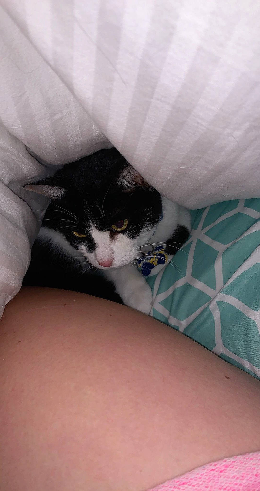 Captain joined the competition — help win amazing prizes! carnivore, cat, comfort, domestic_short_haired_cat, felidae, fur, grey, human_leg, linens, paw, room, sitting, small_to_medium_sized_cats, whiskers