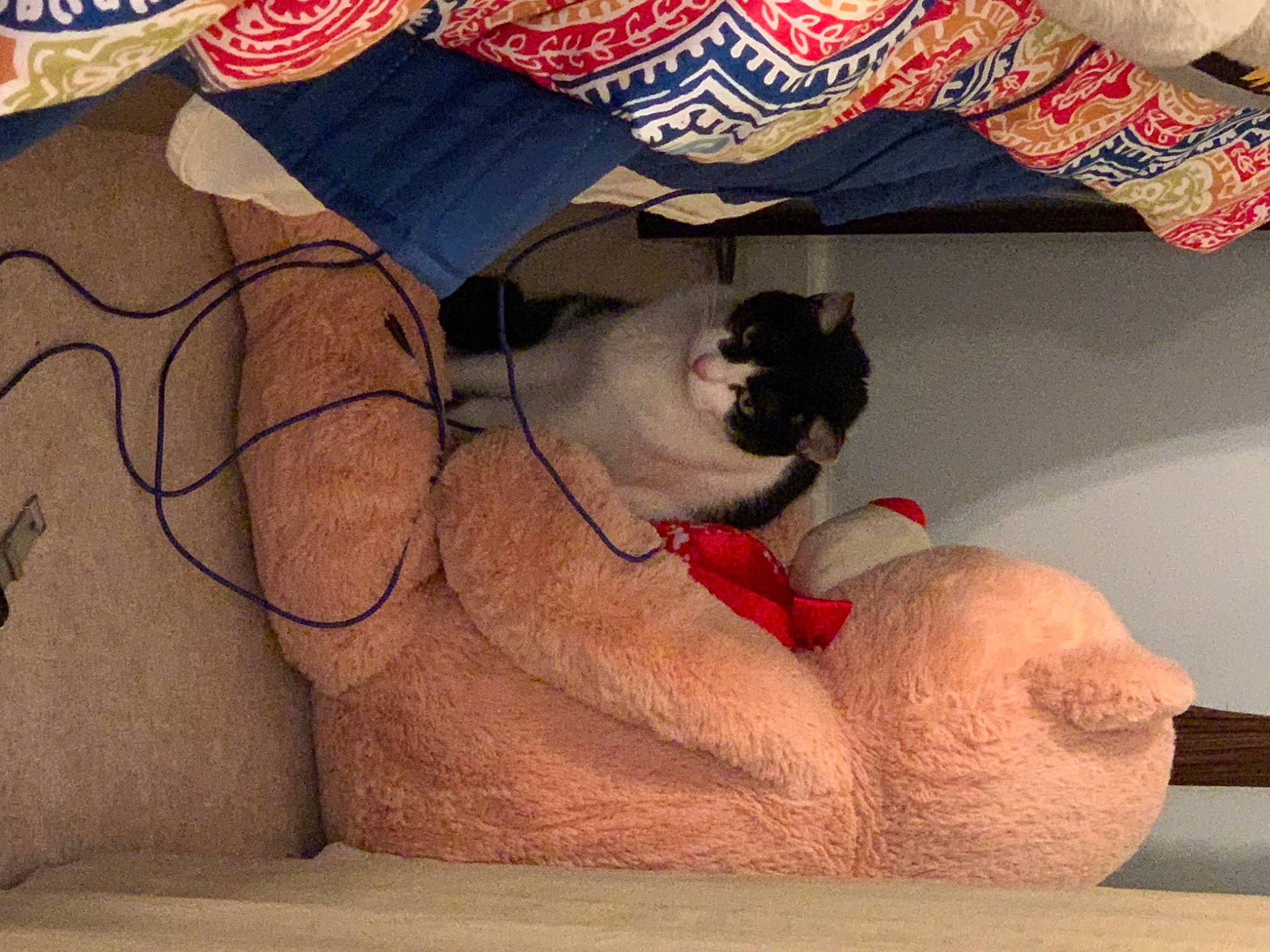 Captain joined the competition — help win amazing prizes! art, carnivore, cat, cat_bed, comfort, companion_dog, fawn, felidae, fur, human_leg, linens, paw, pet_supply, room, small_to_medium_sized_cats, tail, textile, thigh, tints_and_shades, whiskers