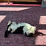 Babs is registered to the contest to win money with this photo: cat, black_and_white, carpet, indoor, sunlight, shadow, relaxing, pet, animal, feline, belly_up, cozy, home, cute, playful, resting, fur, whiskers, paw, window_light