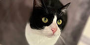 Babs is registered to the contest to win money with this photo: cat, black_and_white, green_eyes, pet, feline, indoor, looking_up, whiskers, soft, blurred_background, curious, close_up, animal, cute, domestic, ears, pink_nose, tail, fur, portrait