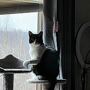 Babs is registered to the contest to win money with this photo: cat, black_and_white, window, cat_tree, indoor, curtains, natural_light, pet, feline, animal, sitting, looking, quiet, cozy, home, furniture, curious, soft_light, daylight, background_blur