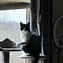 cat, black_and_white, window, cat_tree, indoor, curtains, natural_light, pet, feline, animal, sitting, looking, quiet, cozy, home, furniture, curious, soft_light, daylight, background_blur