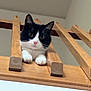 Babs is registered to the contest to win money with this photo: cat, black_and_white, wooden_railings, indoor, curious, pet, animal, feline, paws, looking_down, close_up, whiskers, ears, nose, indoor_lighting, house, wood, playful, cute, domestic