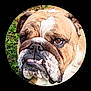dog, bulldog, close_up, pet, animal, face, outdoor, grass, brown, white, wrinkles, underbite, ears, cute, expression, portrait, muzzle, nose, tongue, canine