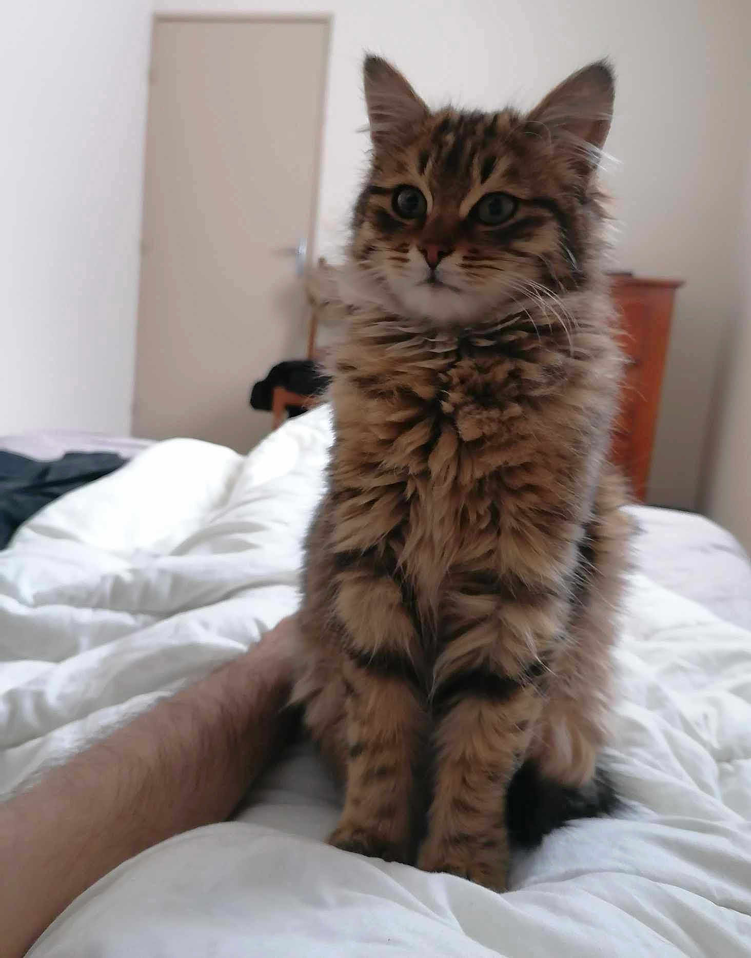 Light a rejoint le concours — aidez-le/la à gagner de superbes lots ! kitten, cat, tabby, fluffy, bed, white_bedspread, indoor, furniture, door, human_arm, cute, pet, animal, fur, whiskers, paws, sitting, curious, young_cat, domestic