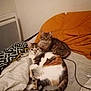 Light participe au concours pour gagner de l'argent avec cette photo : cat, cats, bed, blanket, orange_blanket, striped_cat, calico_cat, feline, pet, indoor, resting, curious, cozy, fur, whiskers, ears, tail, sleepy, domestic_animal, animal