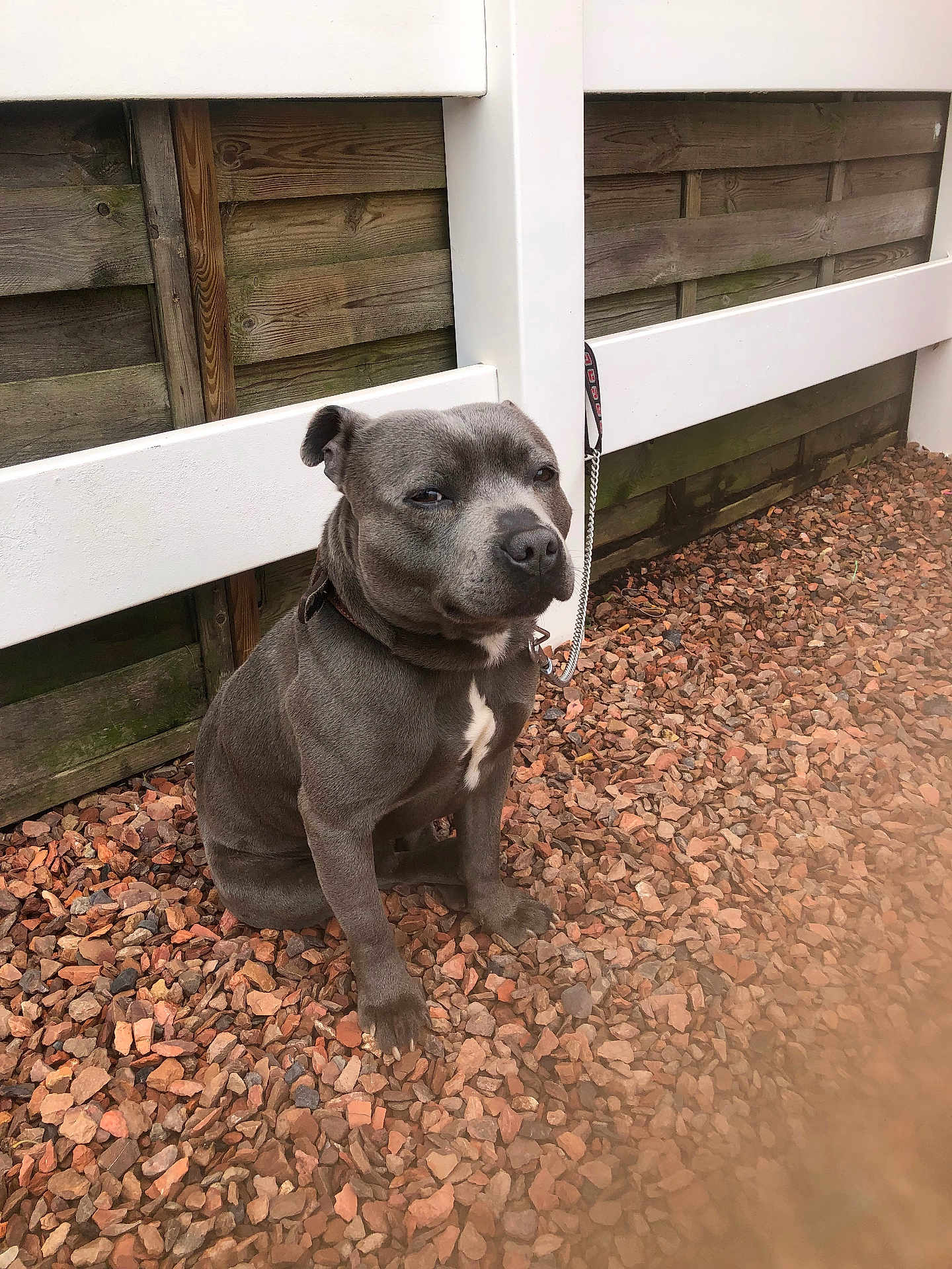 Nani participe au concours pour gagner de l'argent avec cette photo : dog, gray_dog, outdoor, fence, gravel, leash, pet, animal, wooden_fence, sitting, collar, white_patch, fur, canine, resting, background, wood, nature, daylight, quiet