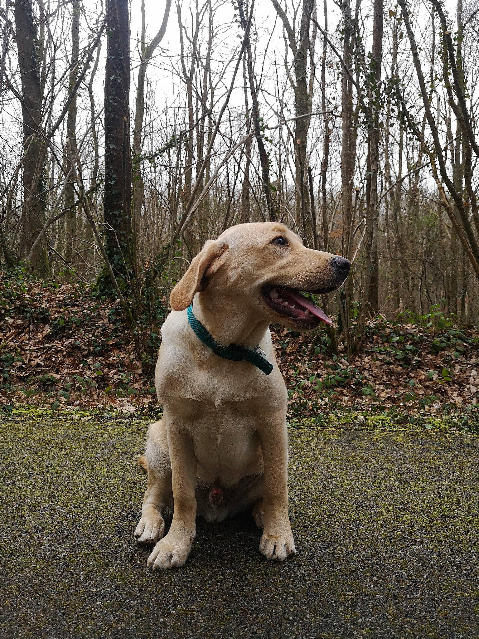 Pumba participe au concours pour gagner de l'argent avec cette photo : adventure, canidae, carnivore, companion_dog, dog, dog_breed, fawn, golden_retriever, labrador_retriever, mammal, plant, retriever, snout, sporting_group, tree, vertebrate