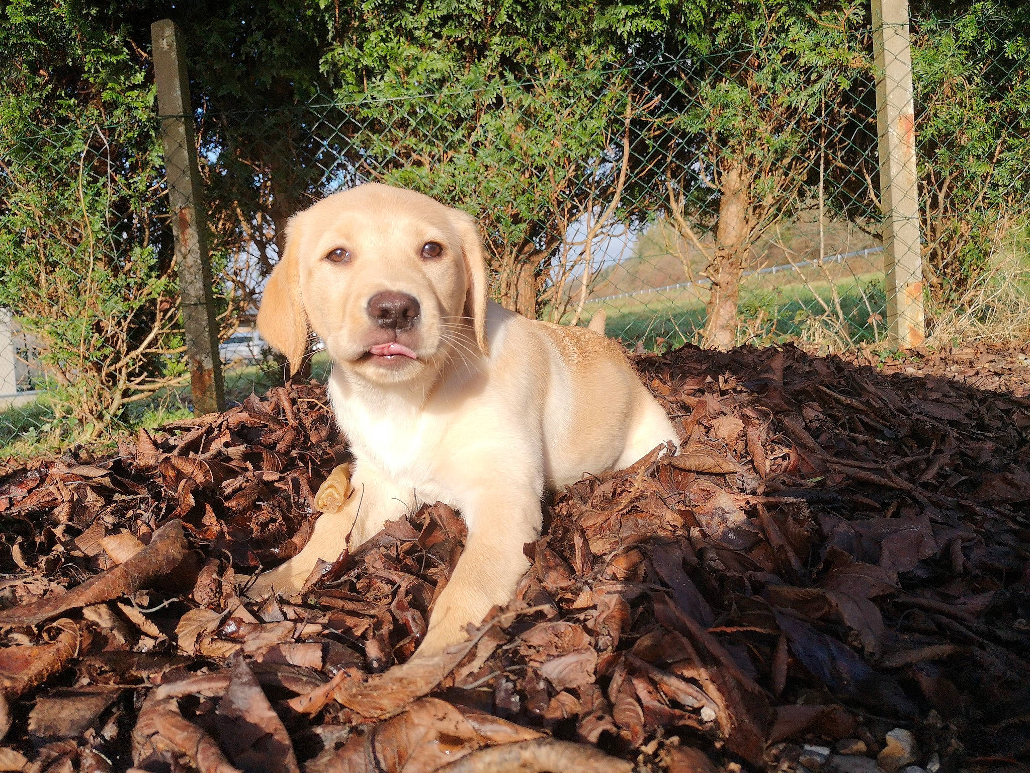 Pumba participe au concours pour gagner de l'argent avec cette photo : adventure, canidae, carnivore, companion_dog, dog, dog_breed, fawn, hunting_dog, labrador_retriever, leaf, mammal, retriever, soil, sporting_group, tree