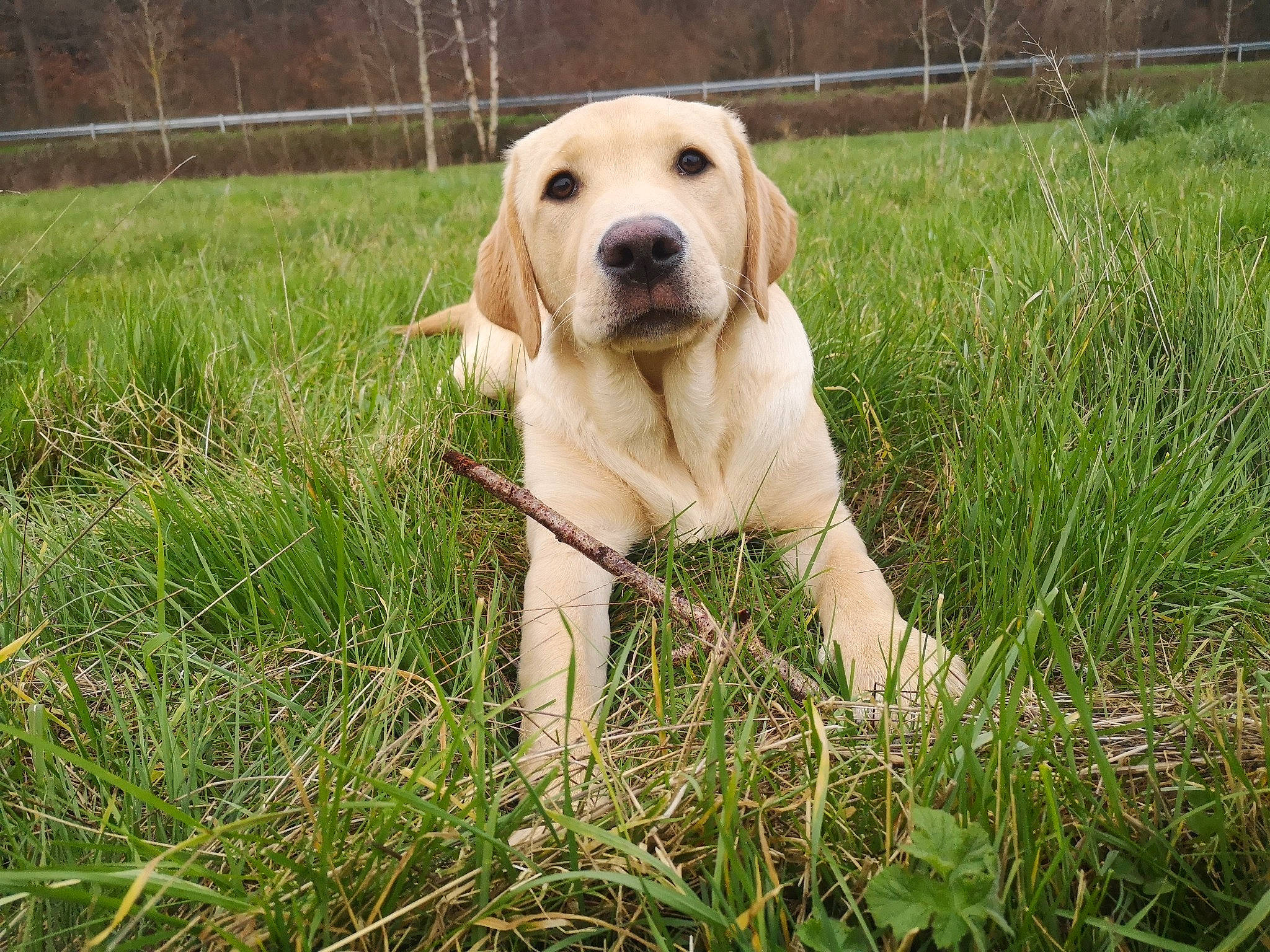 Pumba participe au concours pour gagner de l'argent avec cette photo : broholmer, canidae, carnivore, companion_dog, dog, dog_breed, fawn, field_trial, golden_retriever, grass, hunting_dog, labrador_retriever, mammal, retriever, sporting_group, vertebrate