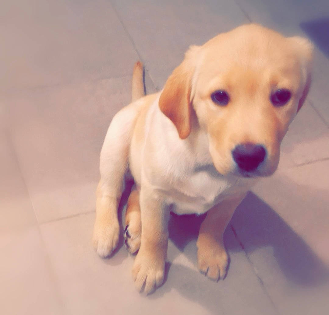 Pumba a rejoint le concours — aidez-le/la à gagner de superbes lots ! beagador, canidae, carnivore, companion_dog, dog, dog_breed, fawn, hunting_dog, labrador_retriever, mammal, nose, puppy, puppy_love, rare_breed_dog, retriever, skin, snout, sporting_group, tail, vertebrate