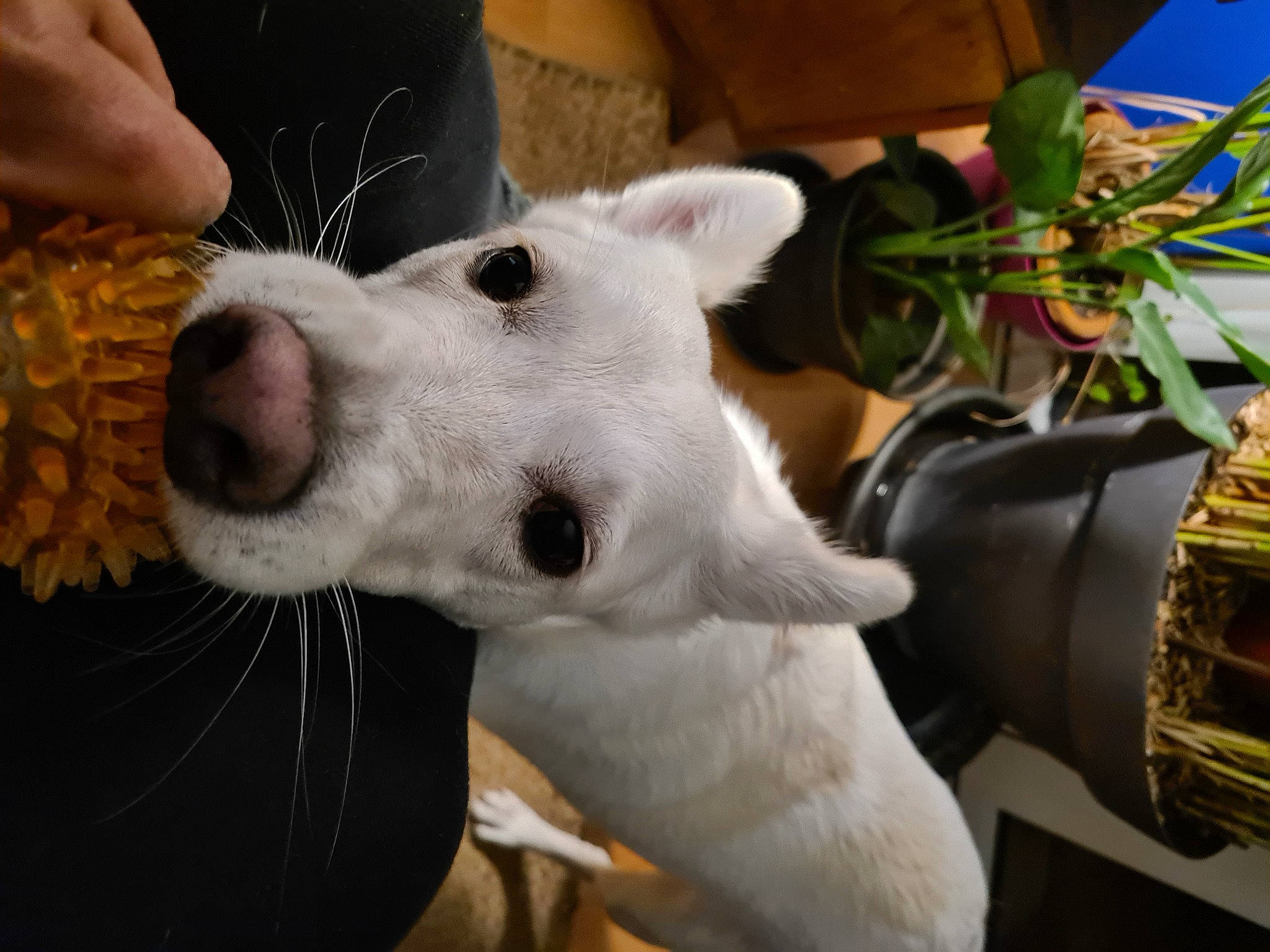 Ava a rejoint le concours — aidez-le/la à gagner de superbes lots ! ancient_dog_breeds, bull_terrier_miniature, canidae, carnivore, collar, companion_dog, dog, dog_breed, dog_collar, fawn, flowerpot, fur, houseplant, non_sporting_group, plant, sighthound, snout, sporting_group, whiskers