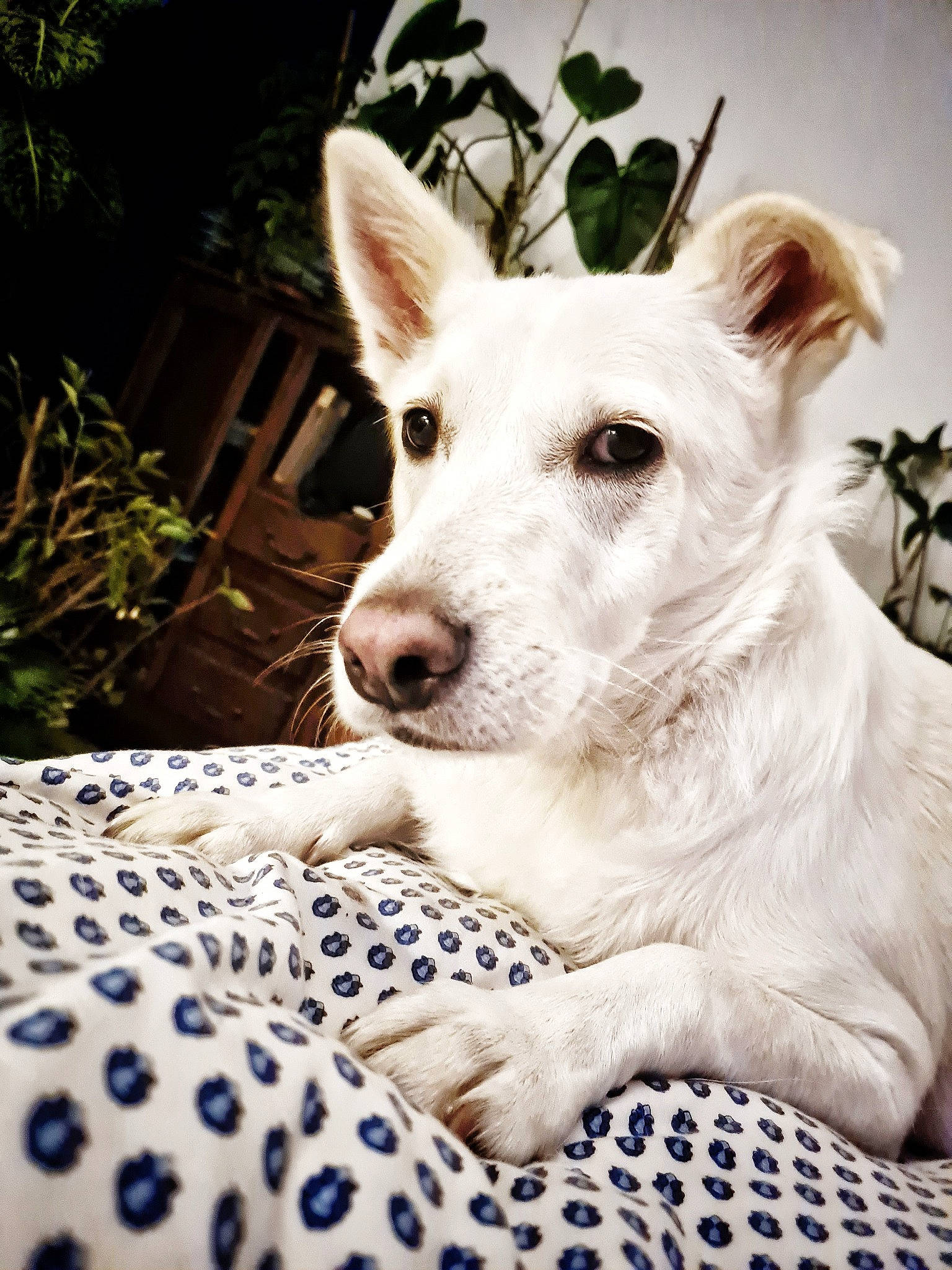 Ava participe au concours pour gagner de l'argent avec cette photo : canidae, carnivore, companion_dog, dog, dog_breed, fawn, fur, grass, happy, herding_dog, pattern, paw, plant, snout, sporting_group, terrestrial_animal, terrier, whiskers, working_animal, working_dog