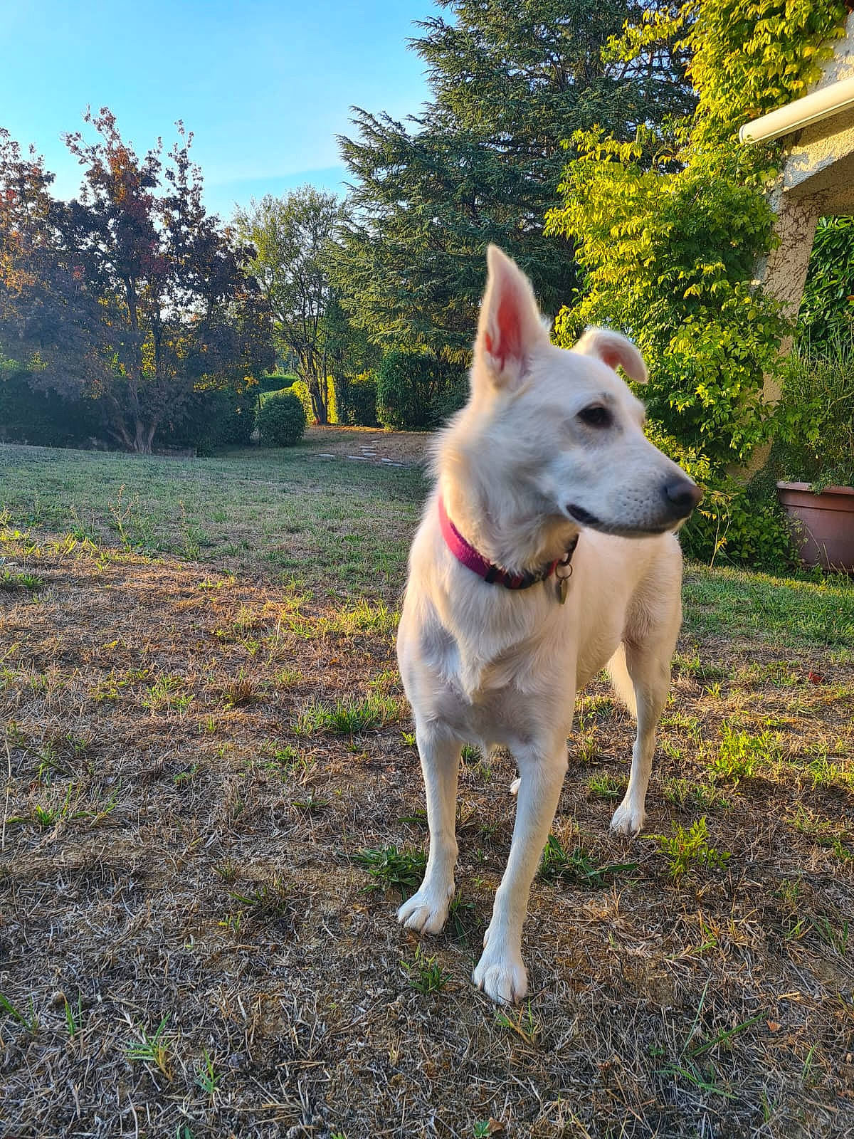 Ava participe au concours pour gagner de l'argent avec cette photo : canidae, carnivore, collar, companion_dog, dog, dog_breed, dog_collar, fawn, flowerpot, grass, non_sporting_group, plant, sky, sporting_group, tail, terrestrial_animal, tree, window, working_animal, working_dog