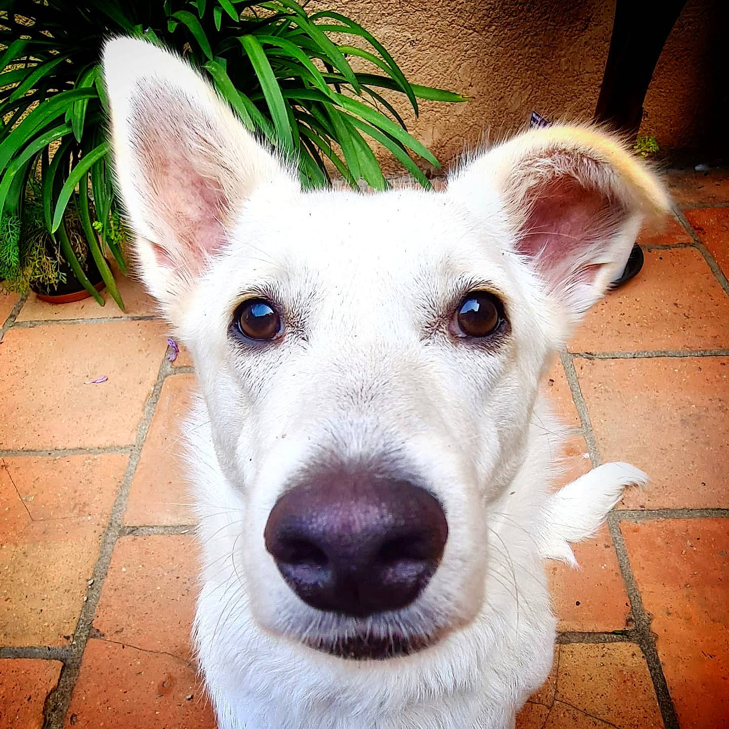 Ava participe au concours pour gagner de l'argent avec cette photo : ancient_dog_breeds, canidae, carnivore, collar, companion_dog, dog, dog_breed, dog_collar, ear, fawn, fur, grass, non_sporting_group, plant, snout, sporting_group, tail, terrestrial_animal, whiskers, working_animal