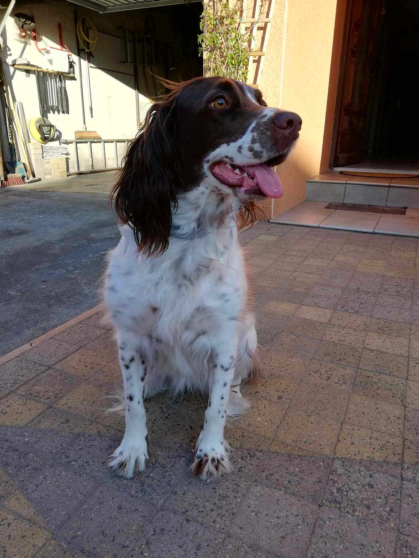 Sally a rejoint le concours — aidez-le/la à gagner de superbes lots ! dog, animal, pet, sitting, outdoor, tiles, patio, tongue_out, brown_and_white, spotted, happy, canine, ears, fur, house, door, sunlight, shadow, garden_tools, side_view