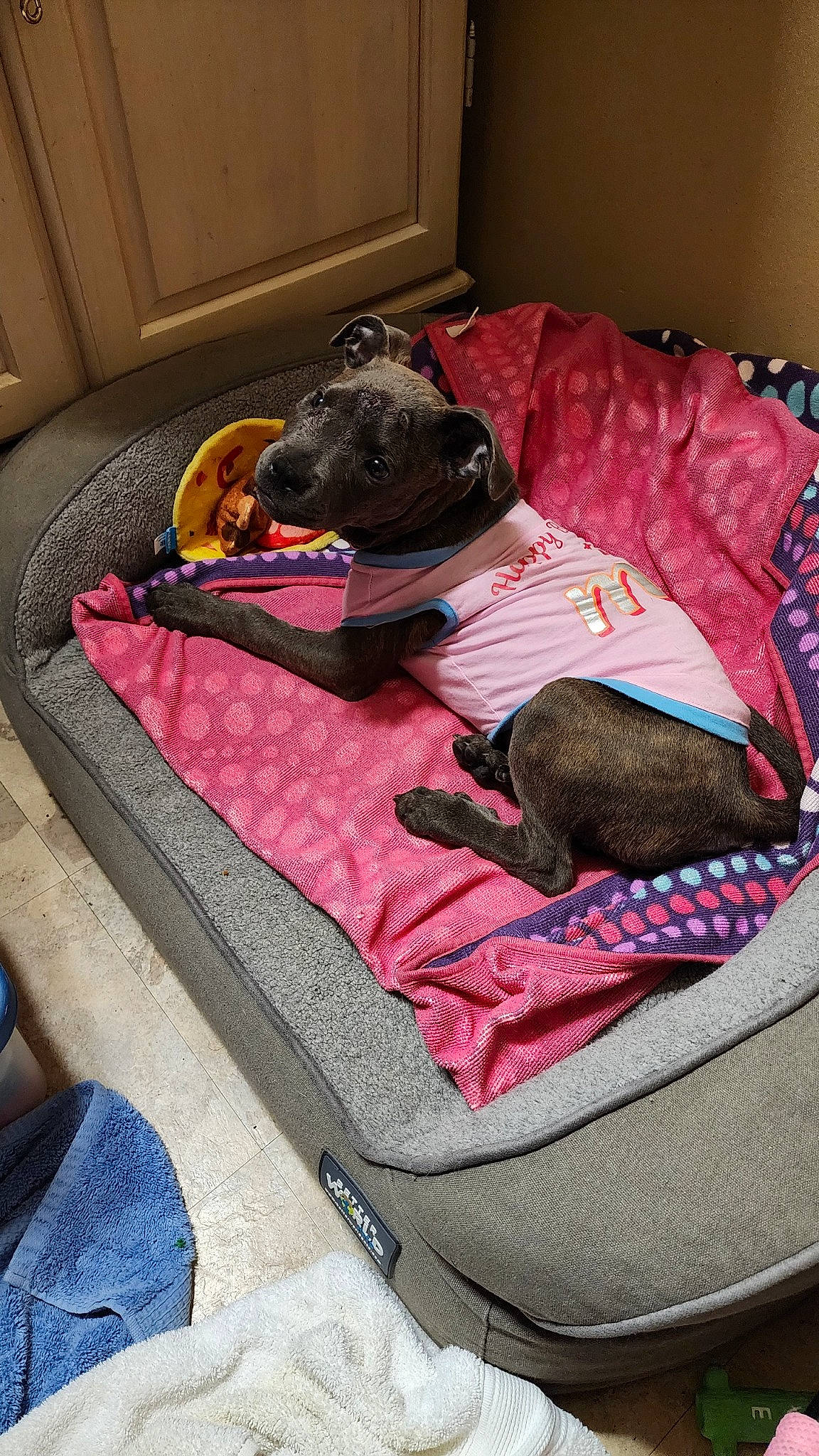 Alyssa is registered to the contest to win money with this photo: canidae, carnivore, comfort, companion_dog, dog, dog_bed, dog_breed, dog_supply, fawn, flooring, grey, linens, magenta, nap, pattern, pet_supply, room, sitting, sporting_group, toy_dog