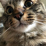 Sir Jean Thomas joined the competition — help win amazing prizes! cat, tabby, close_up, whiskers, fur, face, eyes, nose, pet, animal, curious, indoor, portrait, mammal, feline, closeup, fluffy, looking, cute, domestic