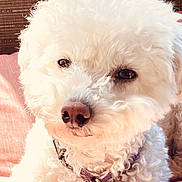 Alue is registered to the contest to win money with this photo: dog, white_dog, curly_fur, pet, collar, indoor, relaxed, cute, fluffy, close_up, animal, companion, portrait, soft_light, texture, resting, pink_surface, brown_background, domestic, fur