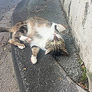 Pirate participe au concours pour gagner de l'argent avec cette photo : cat, tabby_cat, green_eyes, curb, sidewalk, wall, outdoor, street, paws, fur, playful, animal, pet, resting, urban, nature, twigs, leaves, closeup, daylight