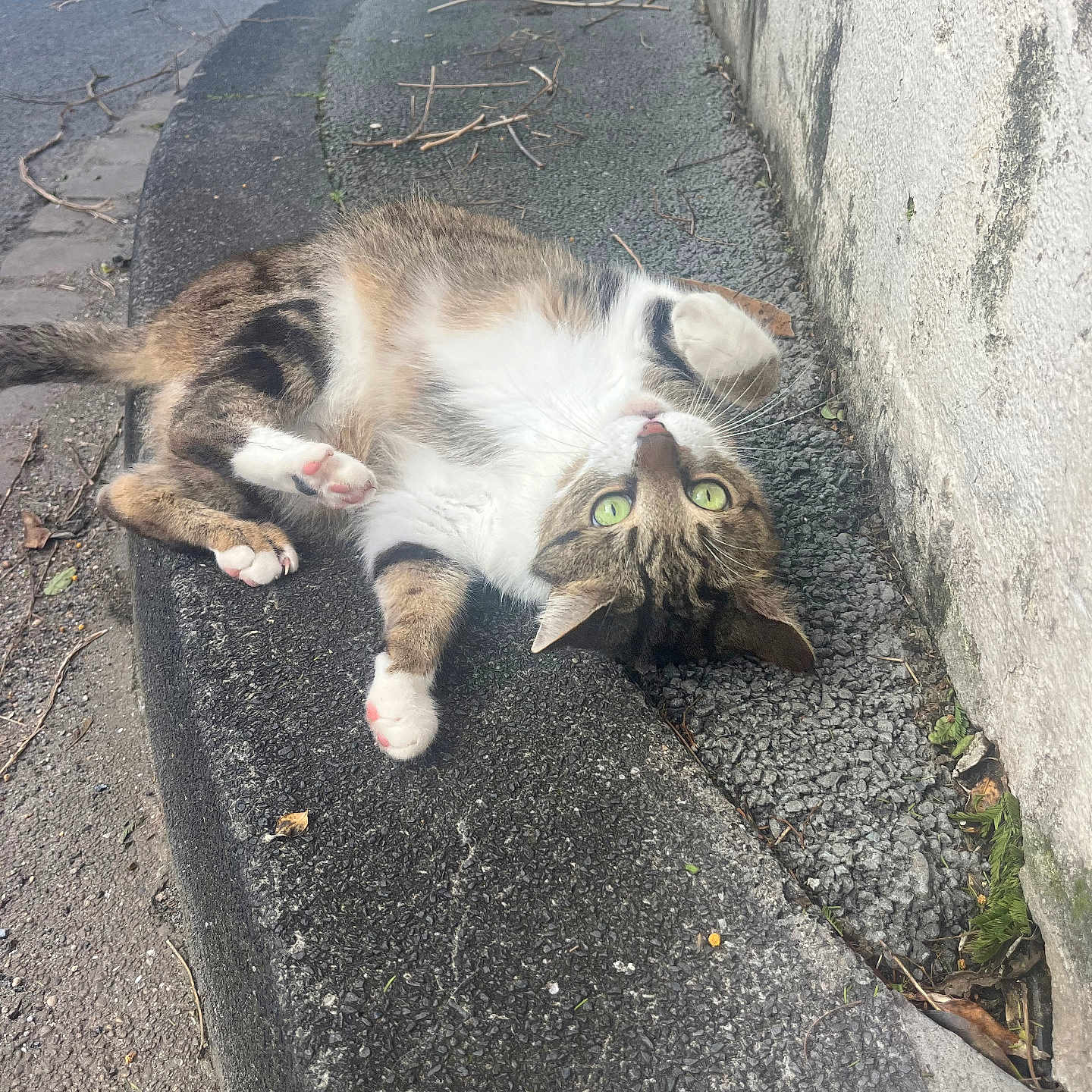 Pirate participe au concours pour gagner de l'argent avec cette photo : cat, tabby_cat, green_eyes, curb, sidewalk, wall, outdoor, street, paws, fur, playful, animal, pet, resting, urban, nature, twigs, leaves, closeup, daylight