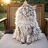 Shanel participe au concours pour gagner de l'argent avec cette photo : cat, fluffy, yellow_eyes, chair, cushion, outdoor, sunlight, portrait, pet, feline, animal, fur, relaxed, sitting, nature, wooden_chair, domestic_cat, close_up, daylight, cute