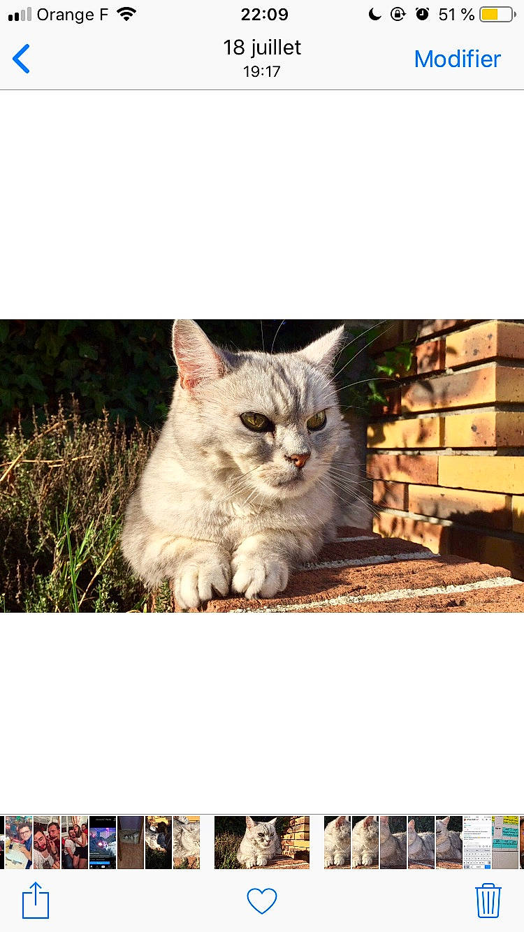 Mickey participe au concours pour gagner de l'argent avec cette photo : adaptation, beauty, carnivore, cat, domestic_short_haired_cat, felidae, font, fur, grass, organism, paw, photo_caption, rectangle, sitting, small_to_medium_sized_cats, snapshot, snout, stock_photography, technology, whiskers