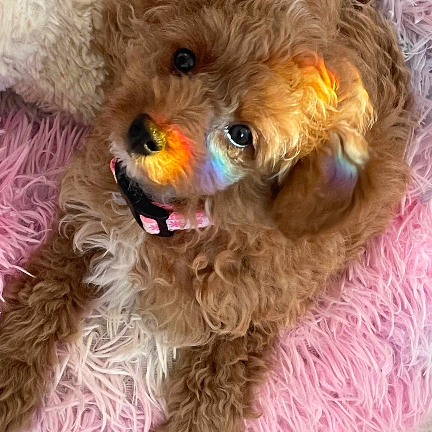 Khaleesea joined the competition — help win amazing prizes! animal, ball, bodypart, canine, cockerspaniel, dog, face, head, mouth, person, pet, photography, poodle, puppy, sport, tennis, tennisball, terrier, tongue, whitedog