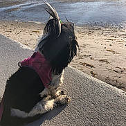 Leo joined the competition — help win amazing prizes! dog, small_dog, black_and_white, pink_harness, hair_tied, beach, sand, water, concrete, outdoor, sunlight, pet, canine, seaside, relaxing, sitting, fur, daylight, calm, nature