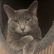Dracula participe au concours pour gagner de l'argent avec cette photo : cat, gray_cat, pet, animal, feline, cozy, cat_tree, paw, relaxed, indoor, cute, fur, portrait, resting, looking, ears, whiskers, yellow_eyes, texture, closeup