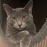 cat, gray_cat, pet, animal, feline, cozy, cat_tree, paw, relaxed, indoor, cute, fur, portrait, resting, looking, ears, whiskers, yellow_eyes, texture, closeup