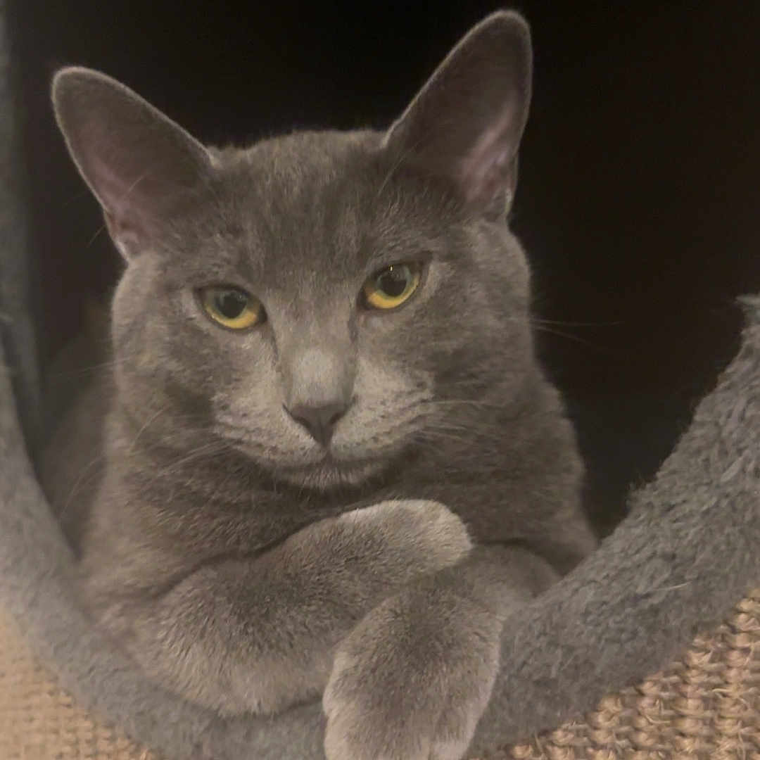 Dracula participe au concours pour gagner de l'argent avec cette photo : cat, gray_cat, pet, animal, feline, cozy, cat_tree, paw, relaxed, indoor, cute, fur, portrait, resting, looking, ears, whiskers, yellow_eyes, texture, closeup