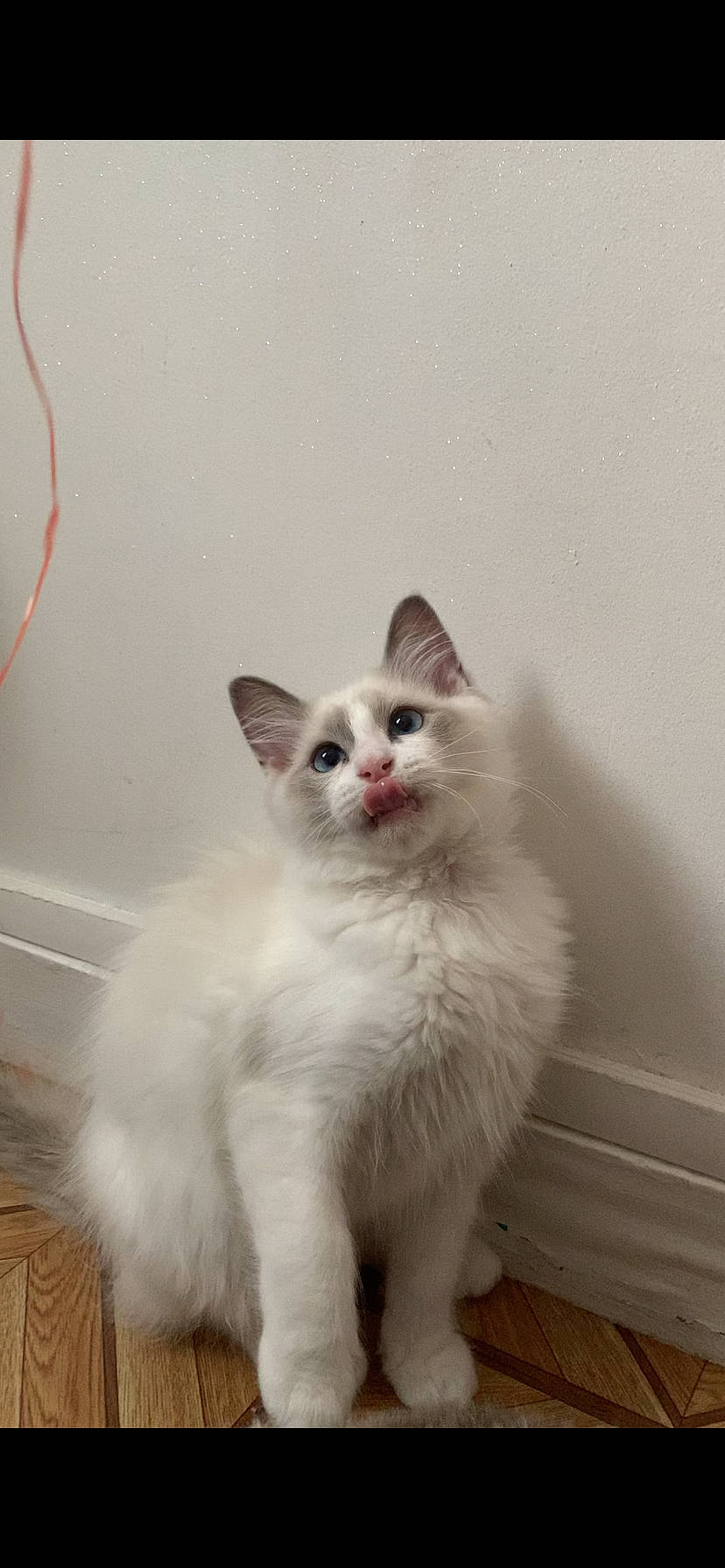 Kyo a rejoint le concours — aidez-le/la à gagner de superbes lots ! british_longhair, carnivore, cat, domestic_short_haired_cat, eye, felidae, flooring, fur, hardwood, head, iris, paw, small_to_medium_sized_cats, snout, tail, terrestrial_animal, whiskers, window, wood