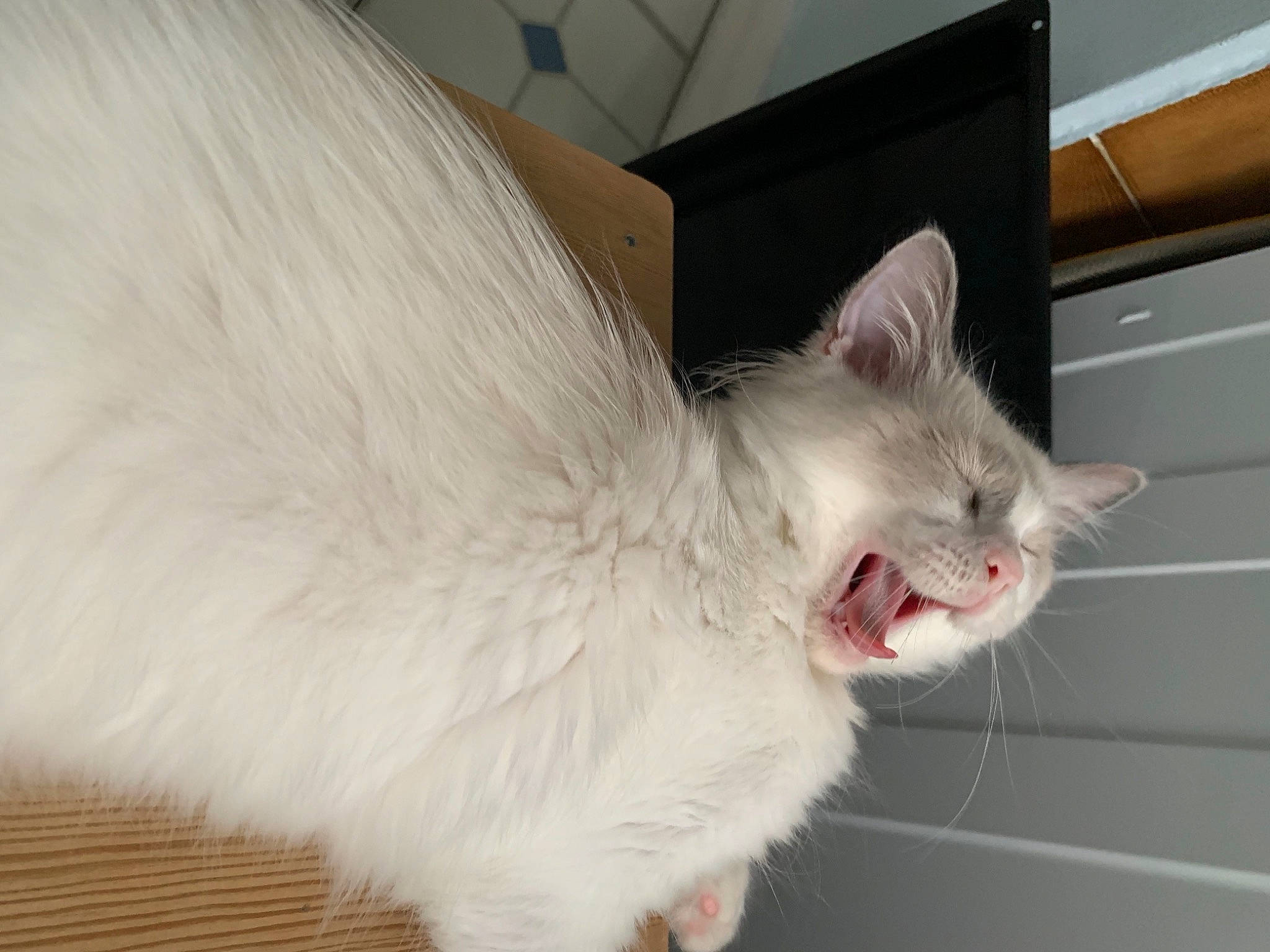 Kyo a rejoint le concours — aidez-le/la à gagner de superbes lots ! animal_shelter, carnivore, cat, claw, comfort, domestic_short_haired_cat, eye, fang, felidae, foot, fur, hardwood, paw, small_to_medium_sized_cats, snout, tail, terrestrial_animal, whiskers, yawn