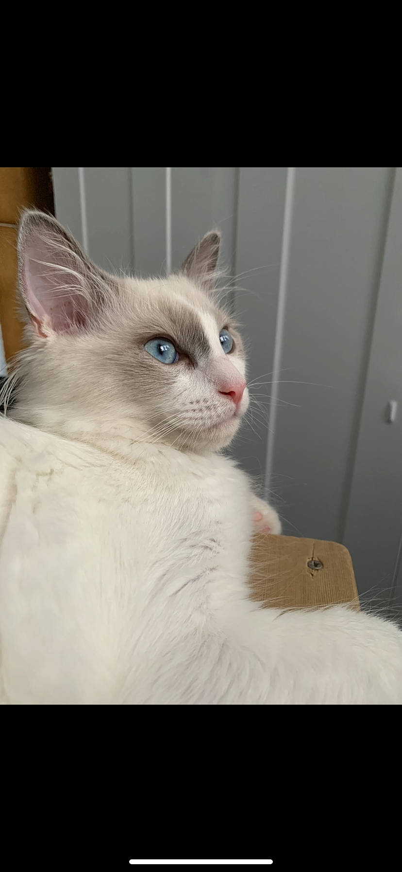 Kyo a rejoint le concours — aidez-le/la à gagner de superbes lots ! carnivore, cat, domestic_short_haired_cat, eye, fawn, felidae, fur, head, small_to_medium_sized_cats, snout, tail, whiskers, window