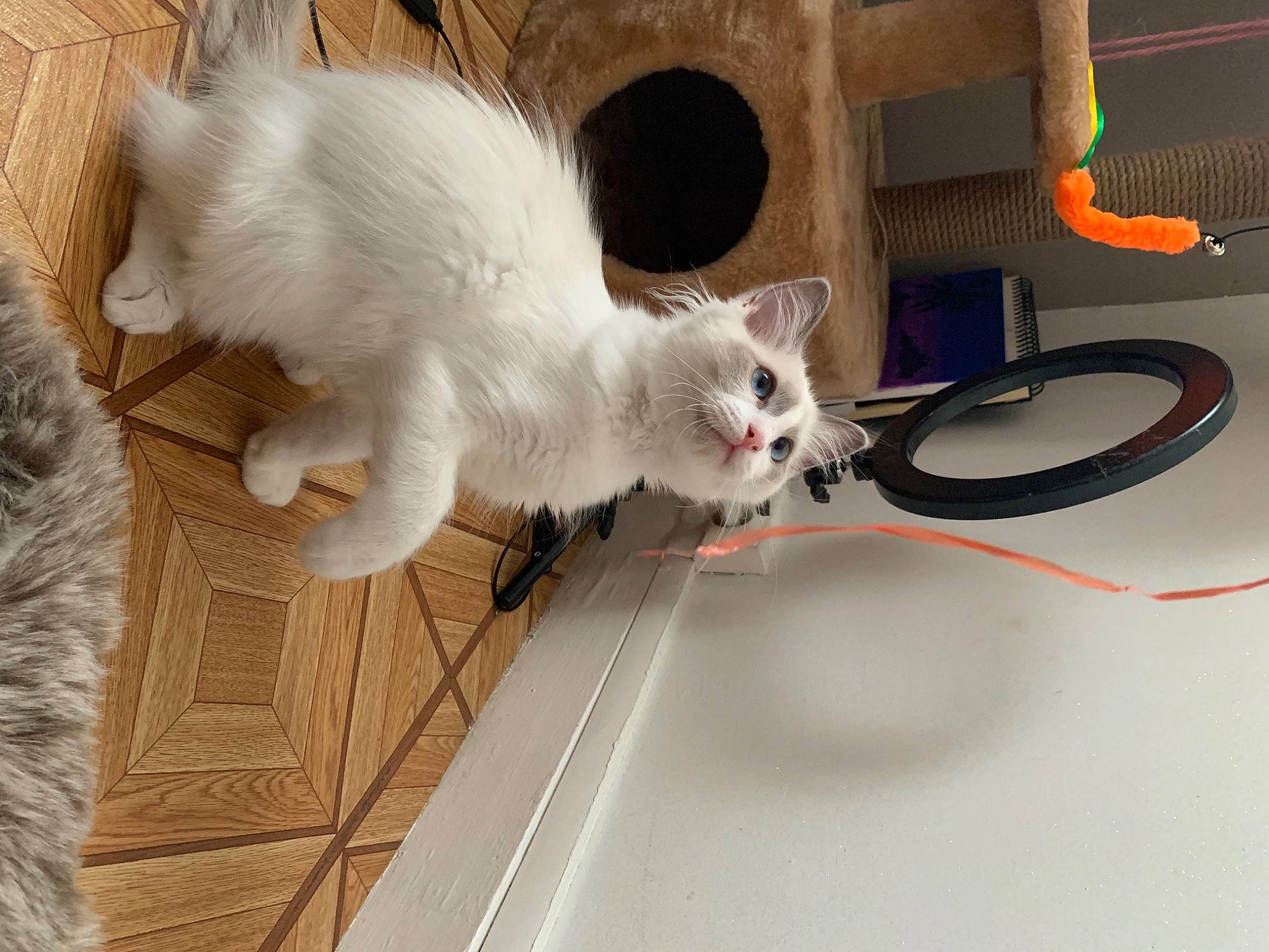 Kyo a rejoint le concours — aidez-le/la à gagner de superbes lots ! cable, carnivore, cat, claw, domestic_short_haired_cat, electrical_wiring, fawn, felidae, flooring, fur, gas, hardwood, mechanical_fan, paw, small_to_medium_sized_cats, snout, tail, whiskers, wire, wood